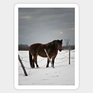 Horse in Winter Sticker